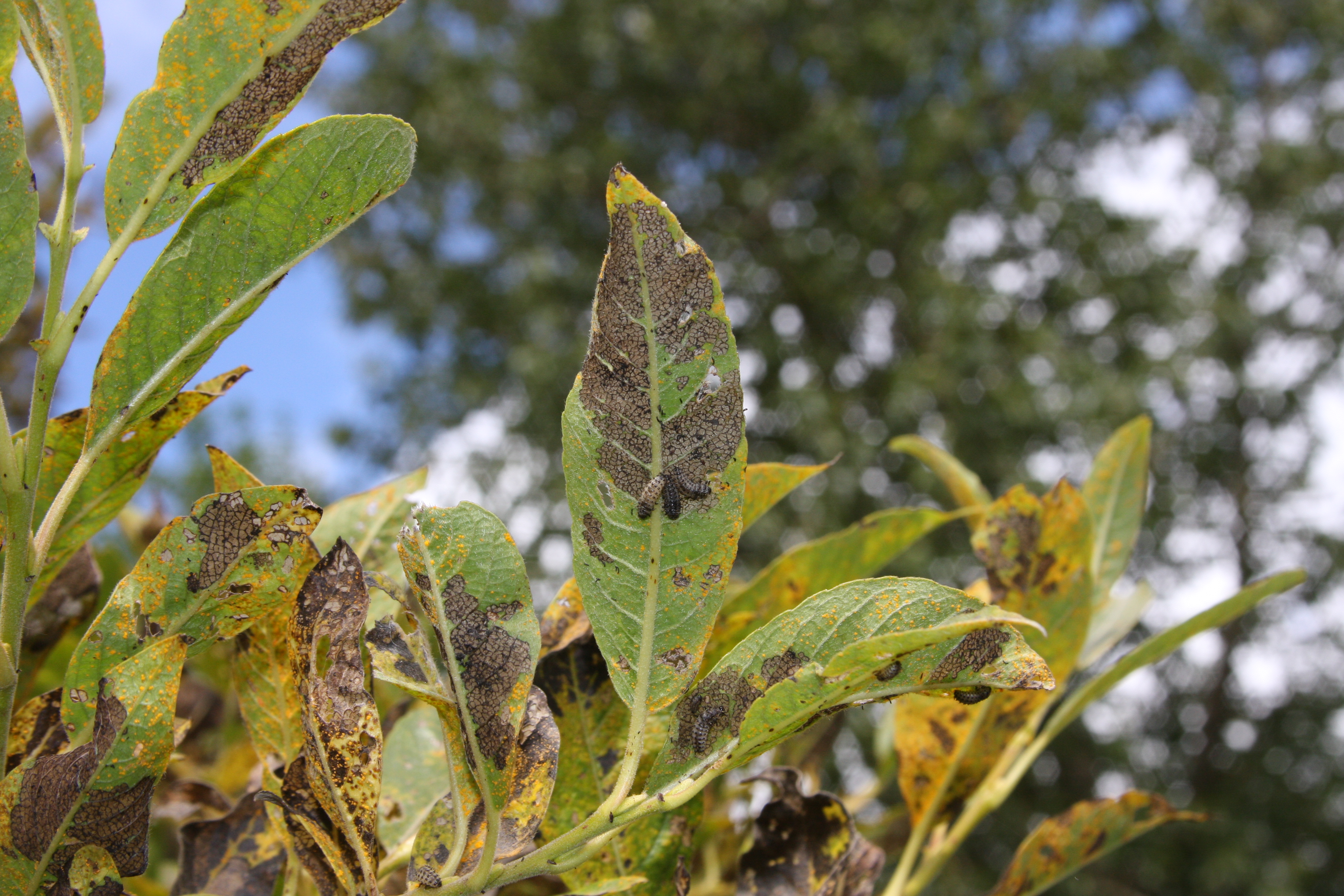 asparglytta_BH (1).JPG